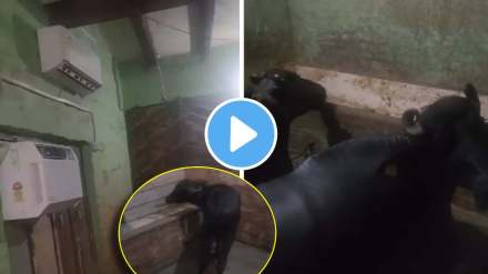 trending desi jugaad man installed 2 ac to protect buffaloes from heat wave see viral video