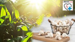 mushrooms converted to vitamin D2 upon exposure to UV light from the sun before consuming them Read what Expert Said