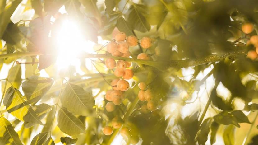 Fulfill vitamin D requirements just by eating mushrooms is converted to vitamin D2 upon exposure UV light from the sun