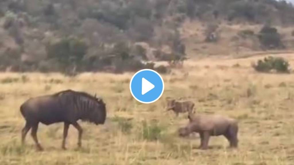 A baby rhinoceros tries to intimidate wildebeest A baby rhinoceros tries to intimidate wildebeest