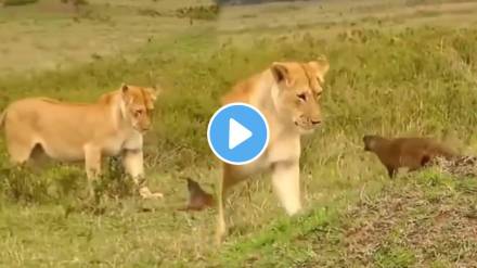Seeing the lion the mongoose fled