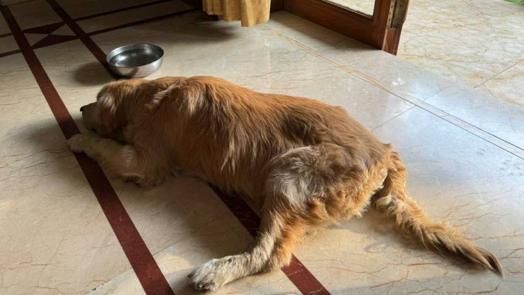 Bruno dog, MLA PN Patil,