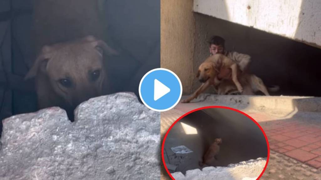 A young man helped crying dog A young man helped crying dog