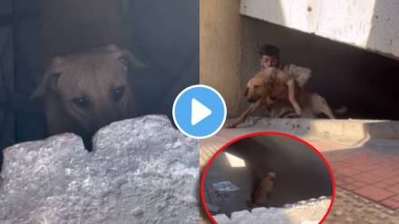 A young man helped crying dog A young man helped crying dog