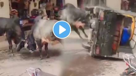 Two bulls were fighting with each other