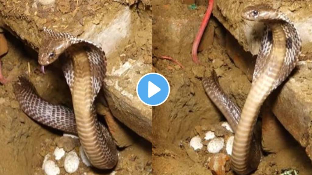 Cobra Mother protecting eggs Cobra Mother protecting eggs