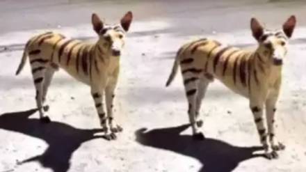 A tiger made by painting a dog