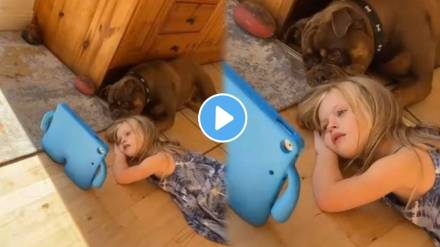 Dog also became obsessed with watching the reels on social media
