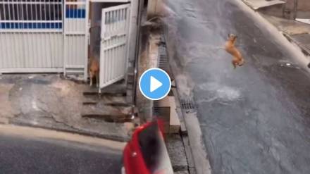A dog scolds its owner for getting wet in the rain