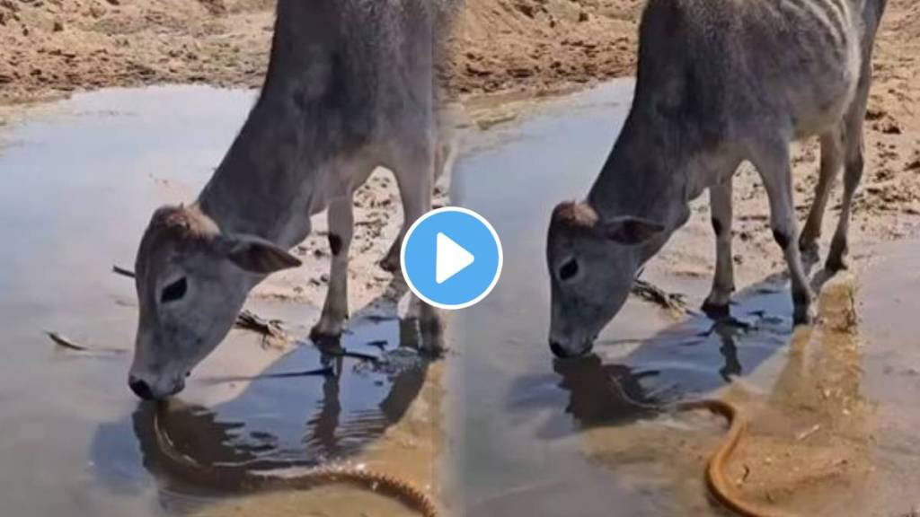 A six-foot snake came before the thirsty calf