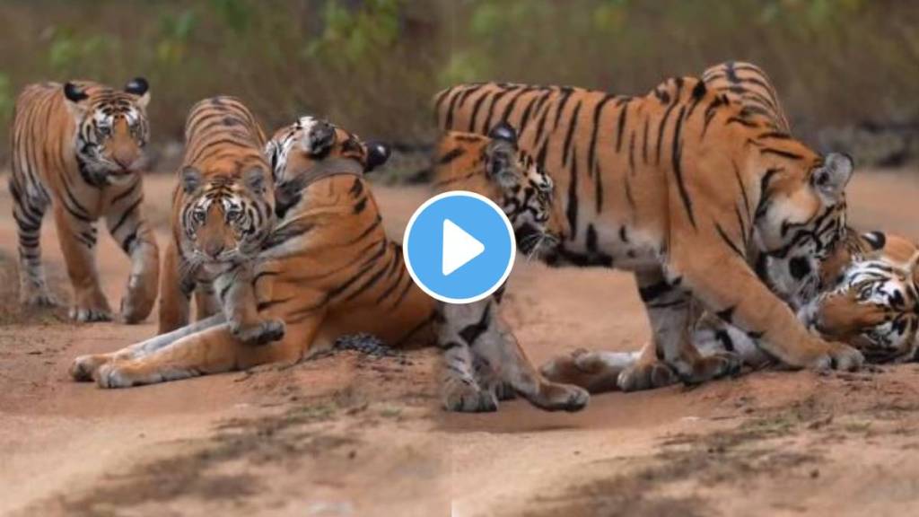 Tigress' cubs hugged their mother