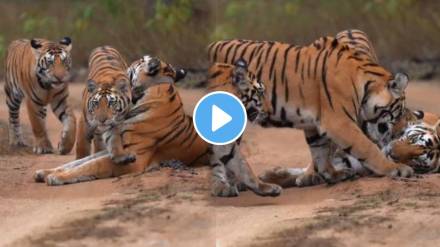 Tigress' cubs hugged their mother
