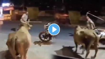 beating of bull by police officer