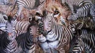 Optical Illusion New Test About Personality
