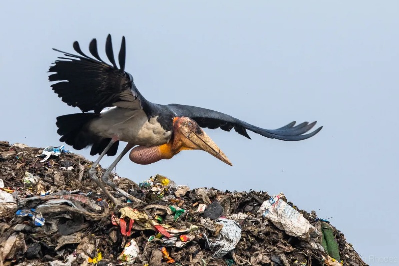 the greater adjutant stork