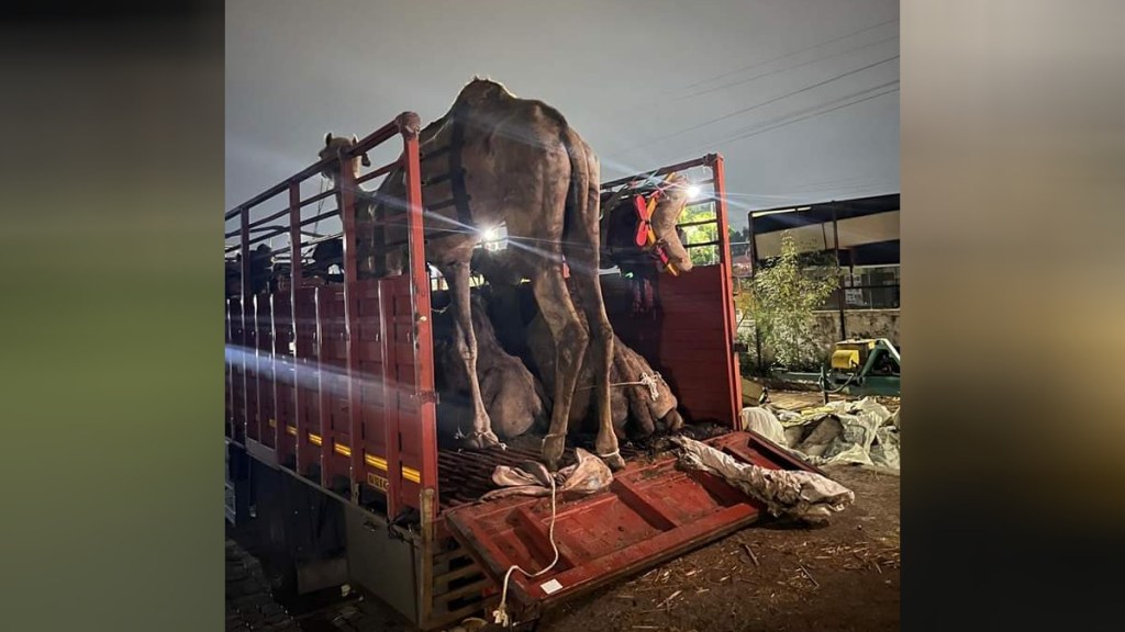 Smuggling camels from Pune to slaughterhouses in Karnataka