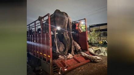 Smuggling camels from Pune to slaughterhouses in Karnataka