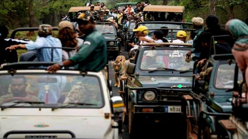 Tiger, gypsy, Tadoba, gypsy drivers,