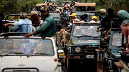 Tiger, gypsy, Tadoba, gypsy drivers,