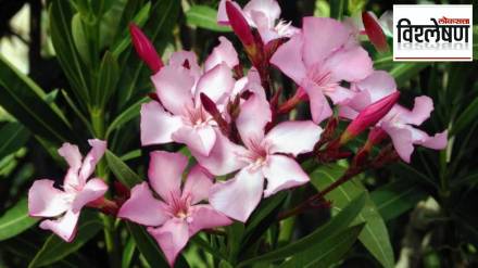 ban on oleander flowers in temple