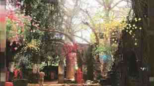 Mumbai Municipal Corporation , Conservation Efforts Baobab Trees, Baobab Trees, bmc tree plantation and conservation, bmc news, Baobab Trees news,