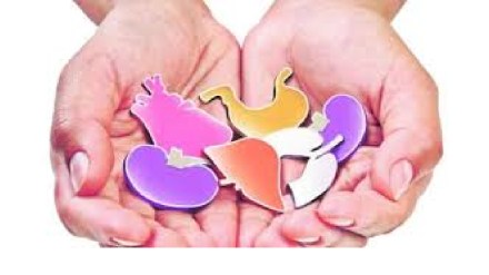 The number of brain-dead organ donors in the sub capital is over 150