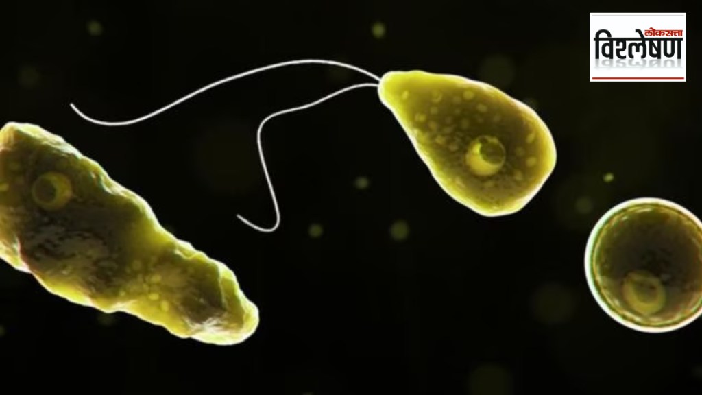 brain eating amoeba Naegleria fowleri girl death in Kerala Primary amebic meningoencephalitis brain eating amoeba Naegleria fowleri girl death in Kerala Primary amebic meningoencephalitis