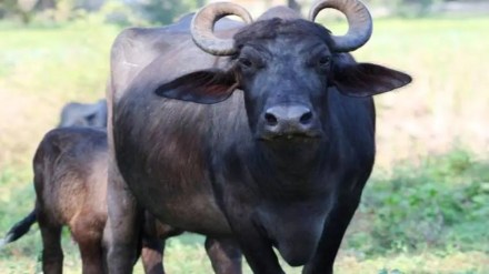 p chidambaram article on pm modi buffalo jibe on inheritance tax