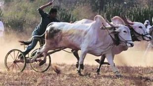 One injured in bullock stampede in bullock cart race