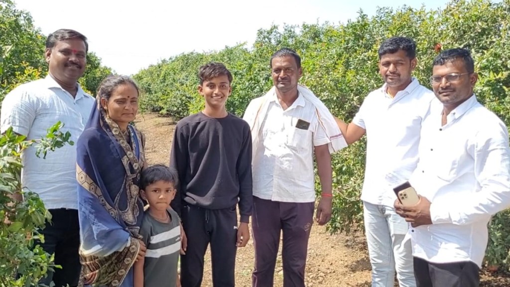 sangli farmer latest marathi news, Pomegranate farm sangli marathi news, sangli farmer latest marathi news, Pomegranate farm sangli marathi news,
