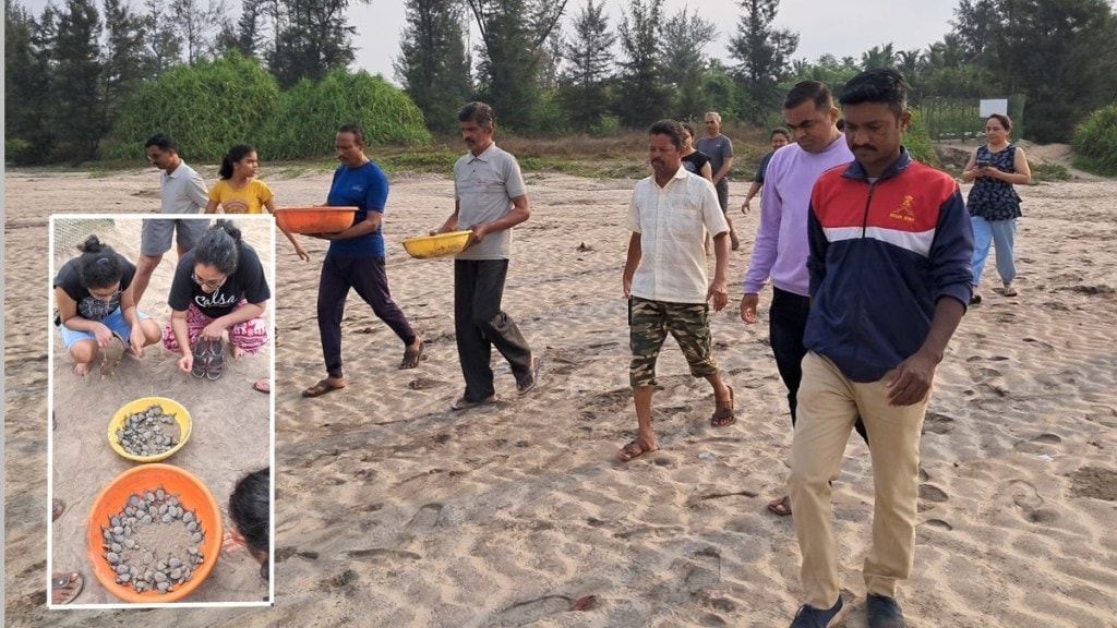 konkan Olive ridley sea turtle marathi news konkan Olive ridley sea turtle marathi news