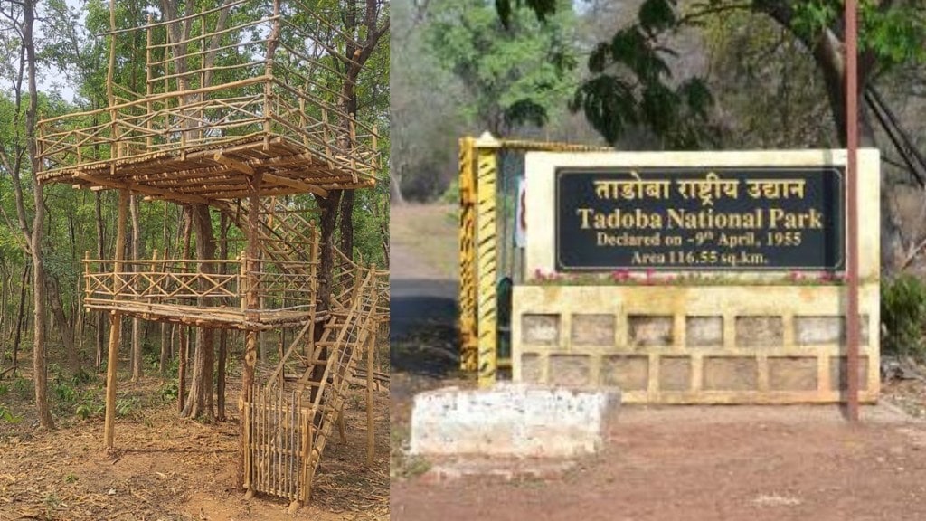 tadoba andhari tiger reserve marathi news tadoba andhari tiger reserve marathi news