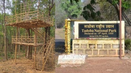 tadoba andhari tiger reserve marathi news