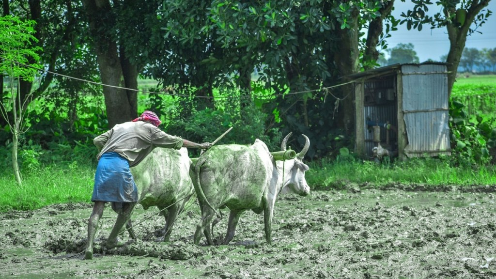 Kharif season