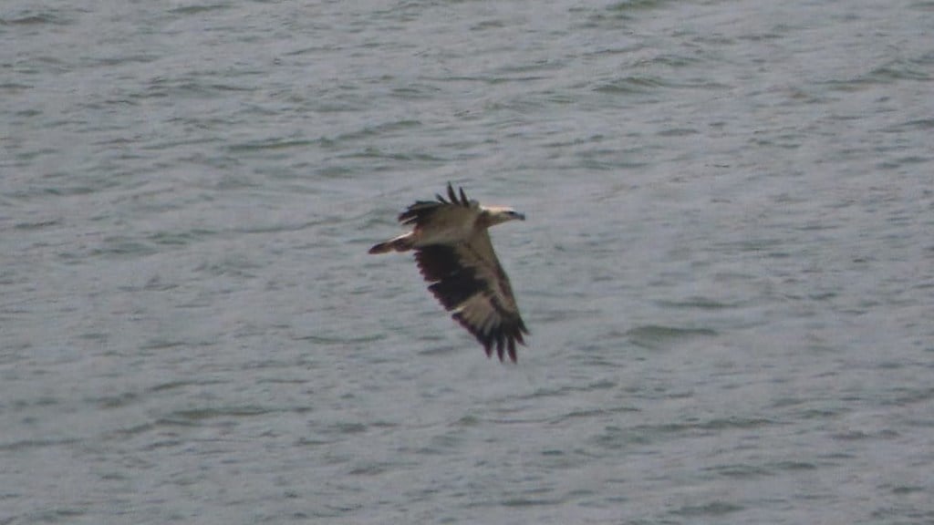 Mumbai white bellied sea eagle marathi news