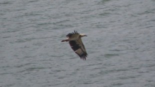 Mumbai white bellied sea eagle marathi news