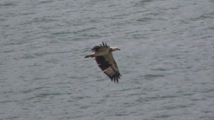 Mumbai white bellied sea eagle marathi news