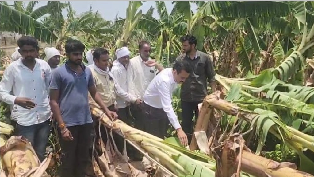 Jalgaon banana farm destroyed Jalgaon banana farm destroyed