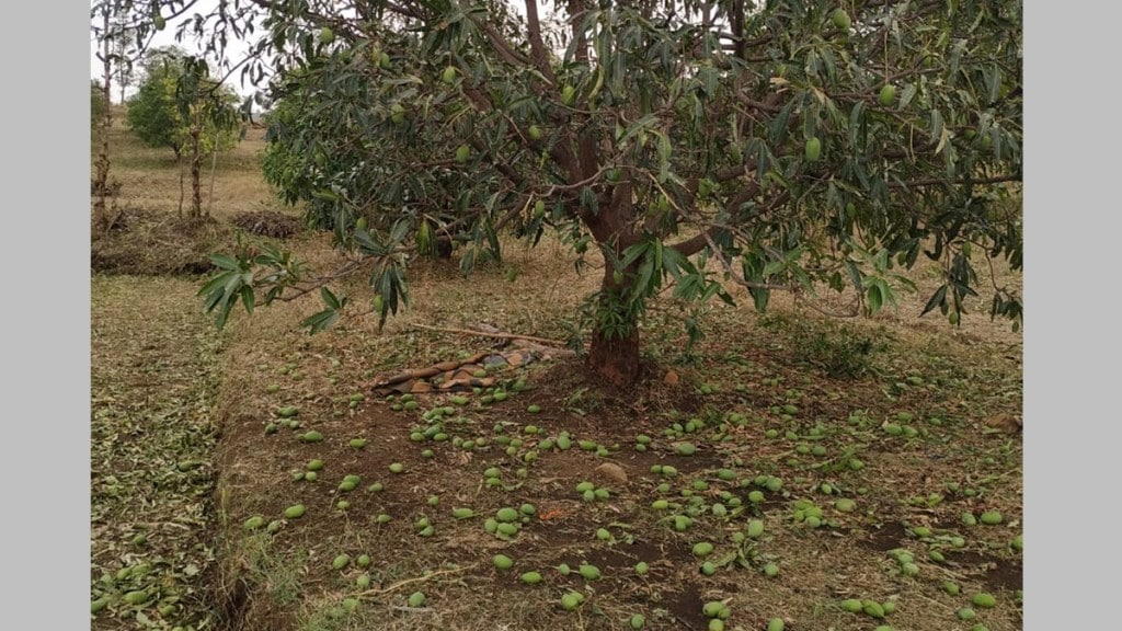 nashik mango farms destroyed
