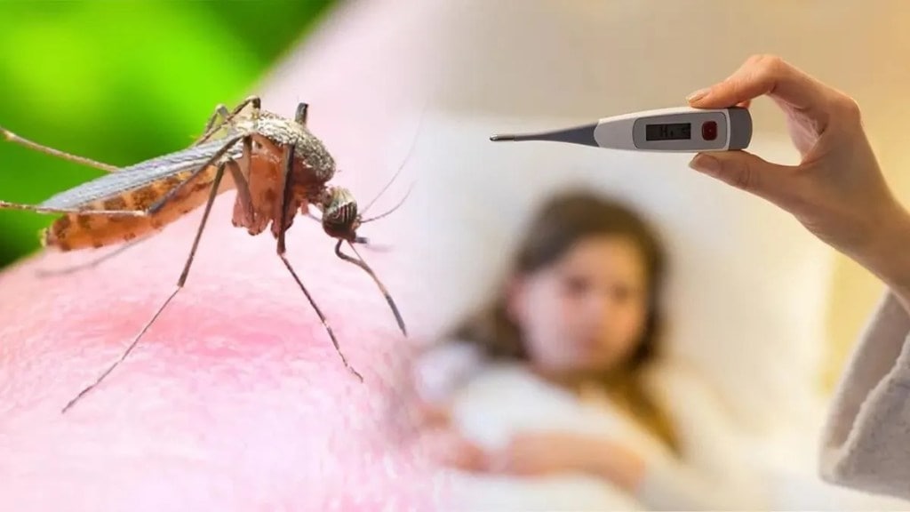 maharashtra dengue marathi news, dengue patients doubled maharashtra marathi news