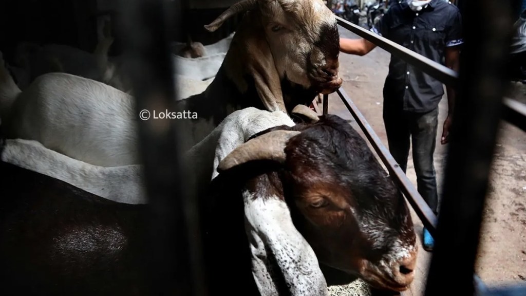 ear tagging on goats bmc marathi news