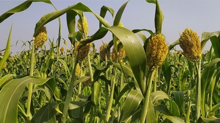 akola jwari production marathi news, akola increase in jwari sorghum production