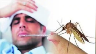 Increase in the number of dengue patients in the state of Maharashtra