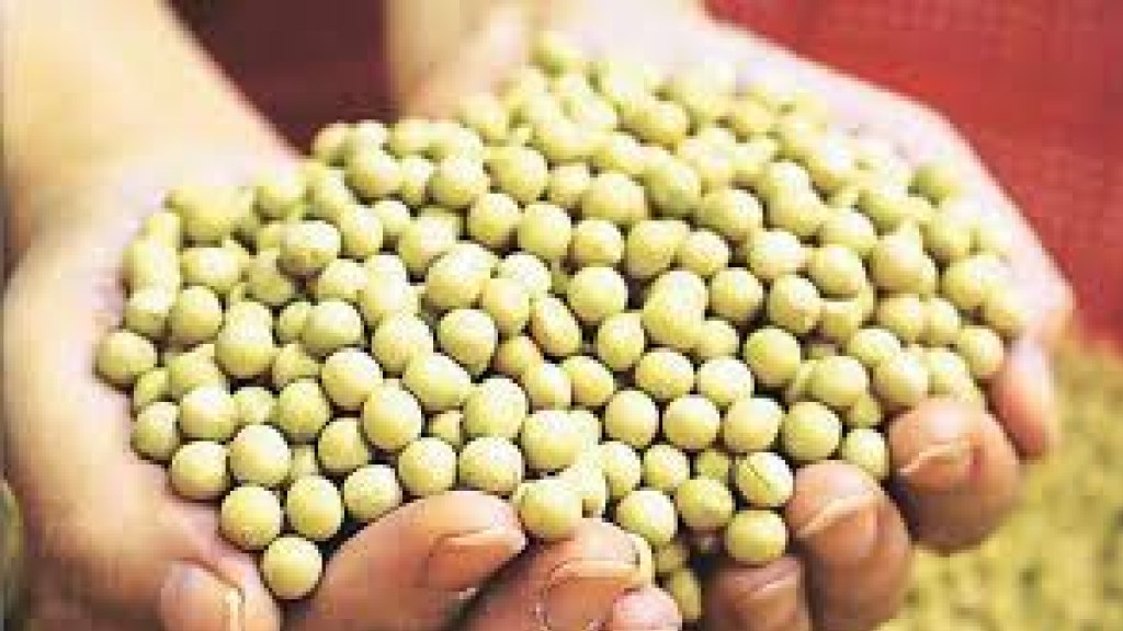 In Akola district along with scarcity bogus seed crisis In Akola district along with scarcity bogus seed crisis