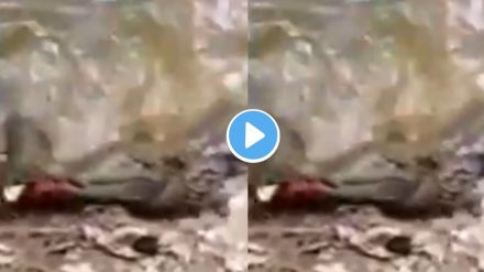 fish viral video