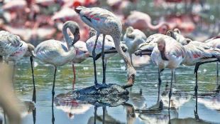 Why do flamingos change their way 39 flamingos have died in plane crashes till now