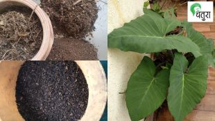 How to take care of the nutrition of trees