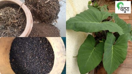 How to take care of the nutrition of trees