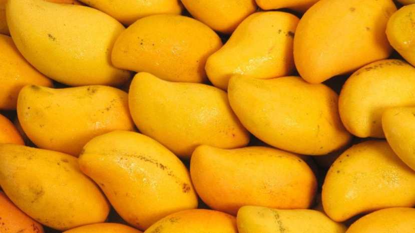 how to identify sweet mango without cutting 5 tricks to identify ripe and sweet mango 