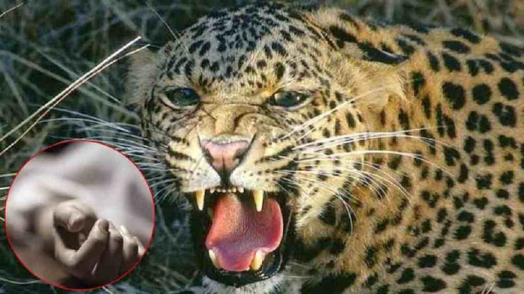 Nagpur, umred tehsil, bhivgad village, Woman Killed in Leopard Attack, Tendu Leaves, leopard, leopard attack, Nagpur news, marathi news